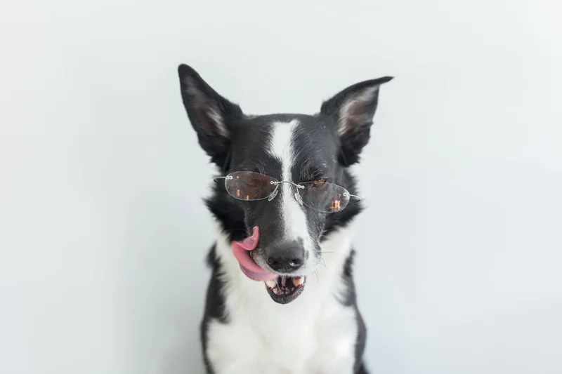 Bewerbung mit Biss – Wenn du zu uns passt, darf dein Hund mitarbeiten